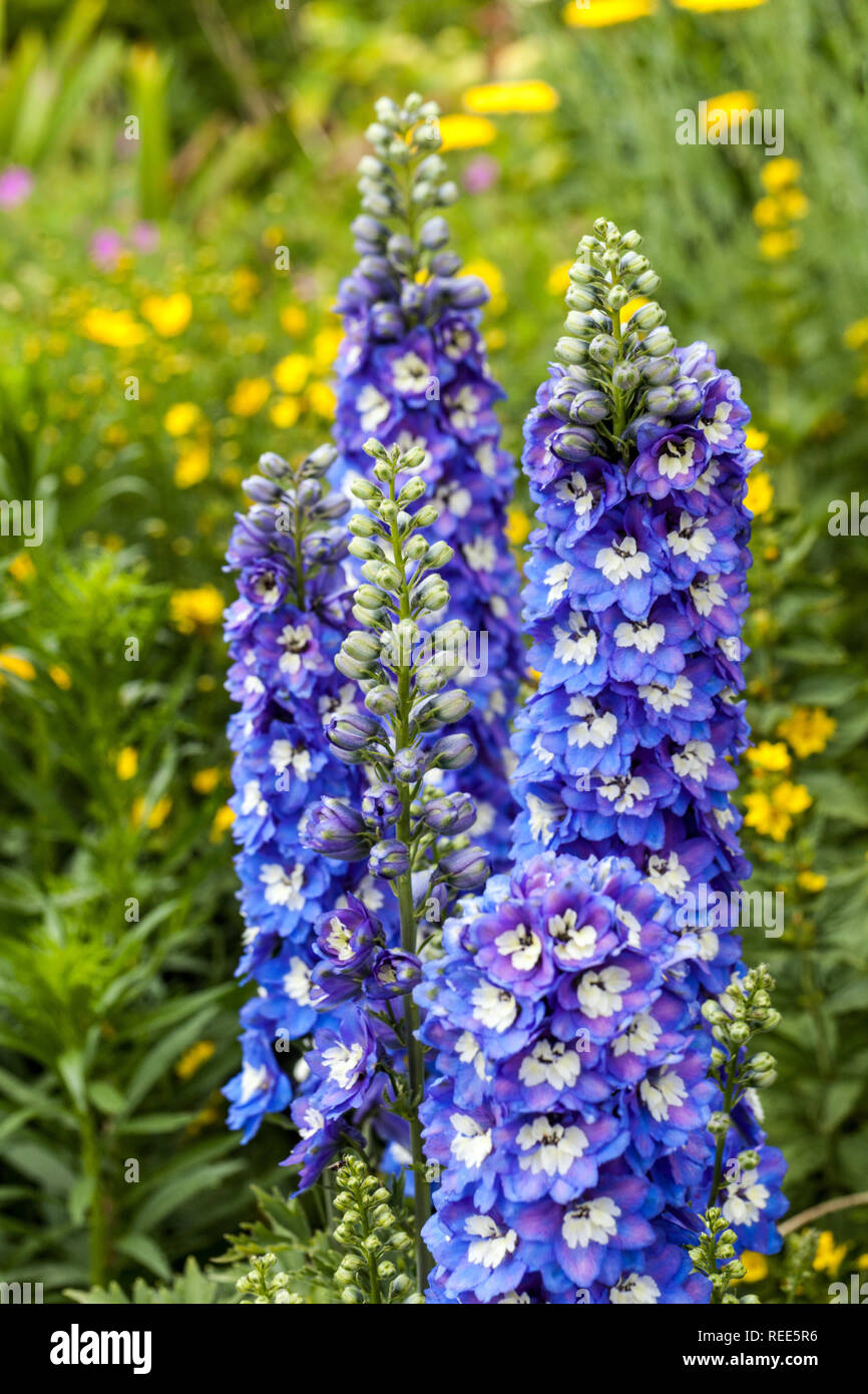 Blue garden fiori di confine, Larkspur Delphinium, Foto Stock