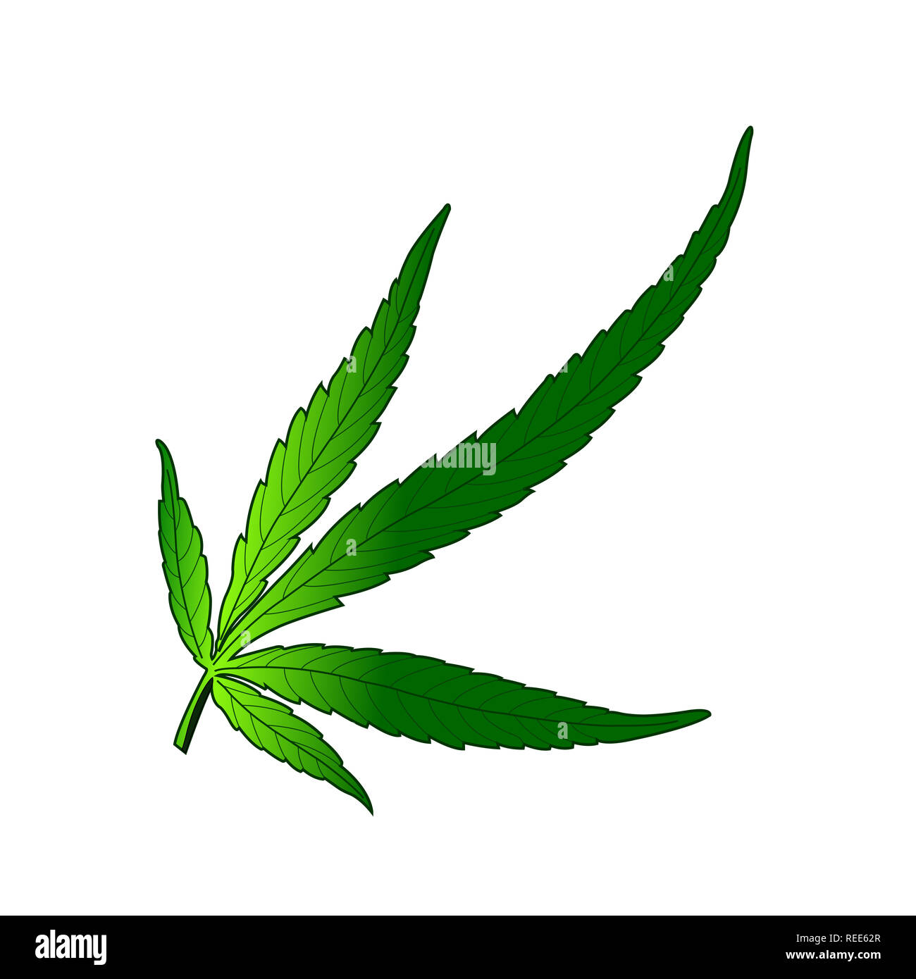 Cannabis Sativa Foto Stock