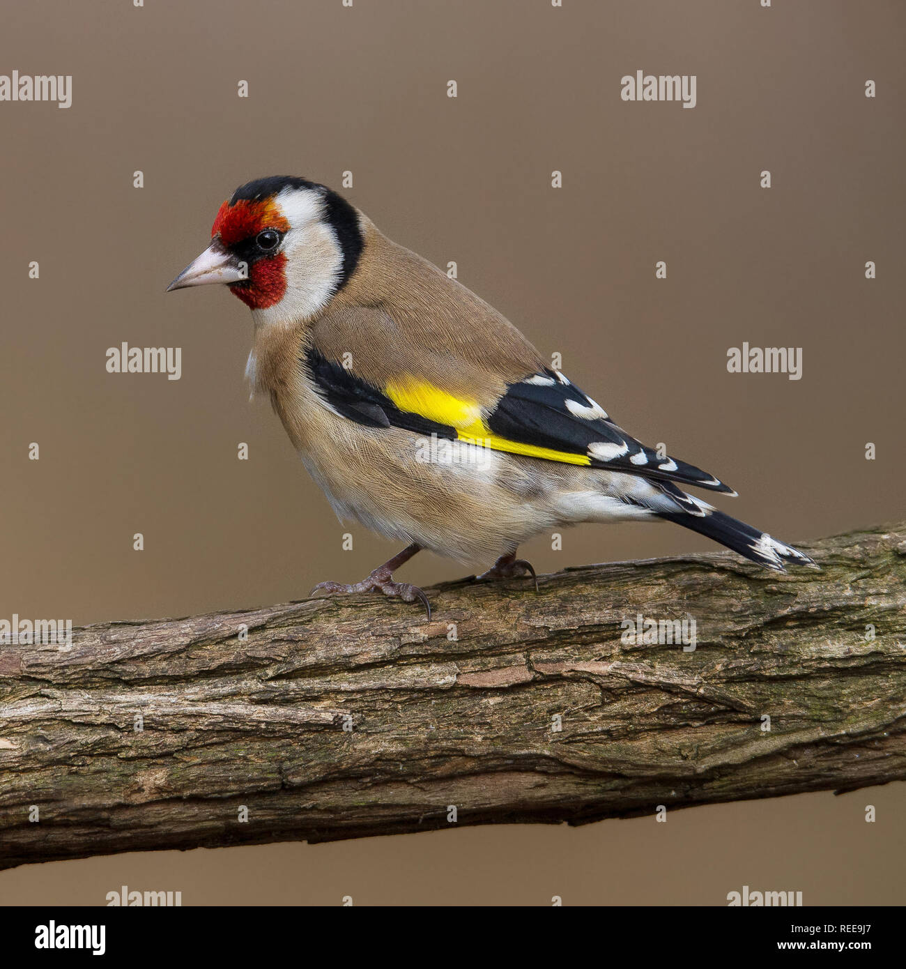 Cardellino sul ramo Foto Stock