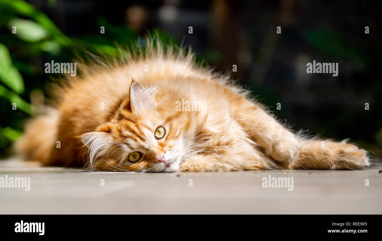 Un ginger Gatto sdraiato sul suo lato a terra in un giardino sotto il sole guardando la telecamera. close up Foto Stock