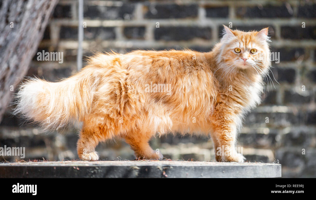 Un gatto di zenzero in piedi su un tavolo da giardino guardando la telecamera con la sua coda in aria contro un muro di mattoni e una struttura ad albero. Foto Stock