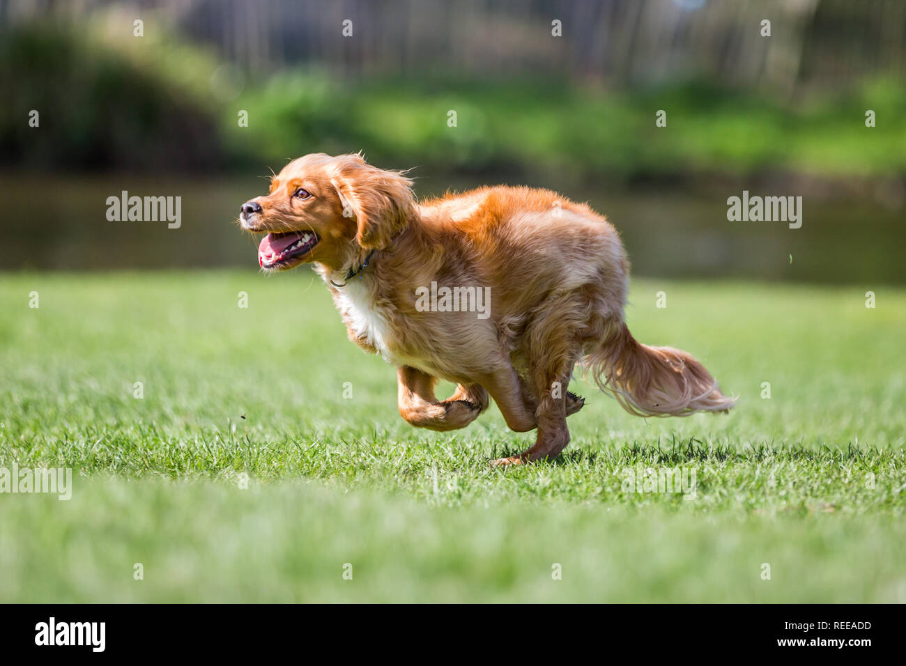 Close up Spaniel cucciolo a caccia di una sfera di gioco nel parco Foto Stock
