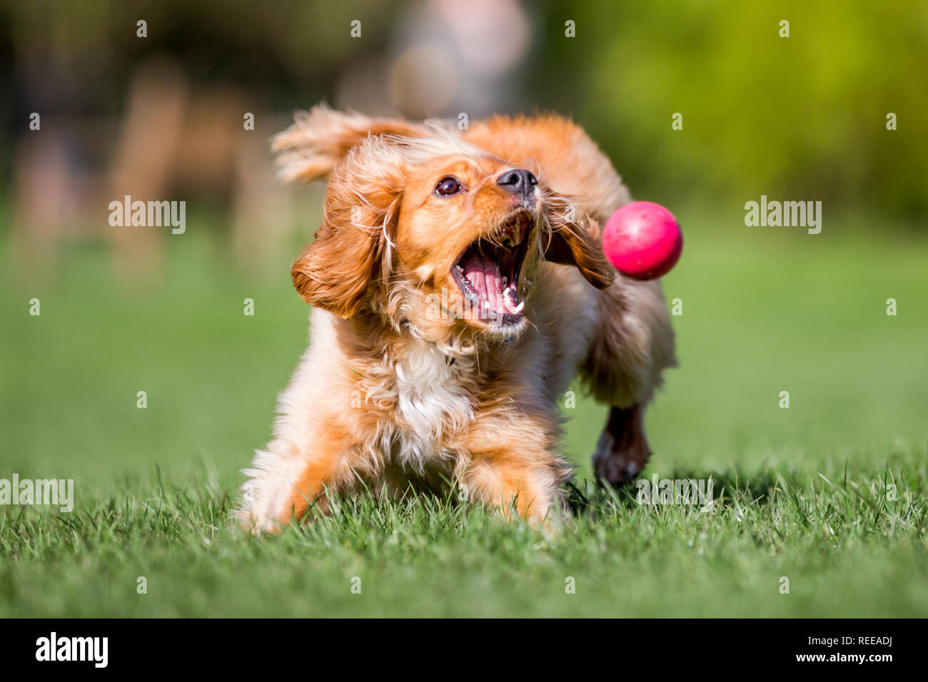 Close up Spaniel cucciolo a caccia di una sfera di gioco nel parco Foto Stock