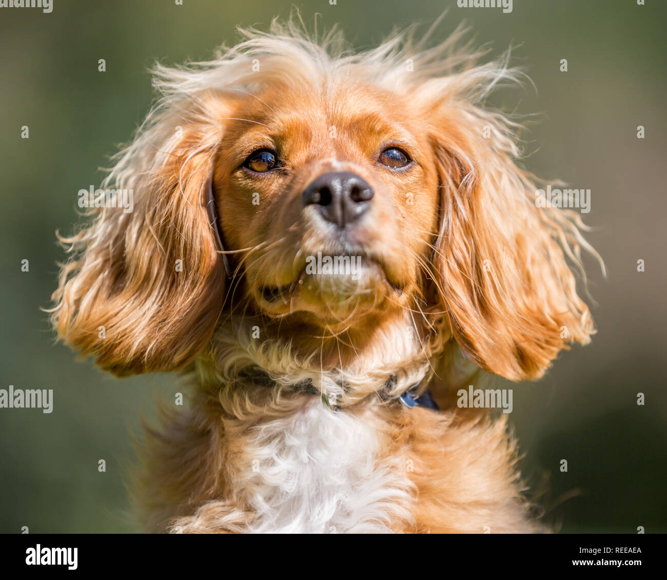 Close up Spaniel cucciolo a caccia di una sfera nel parco Foto Stock