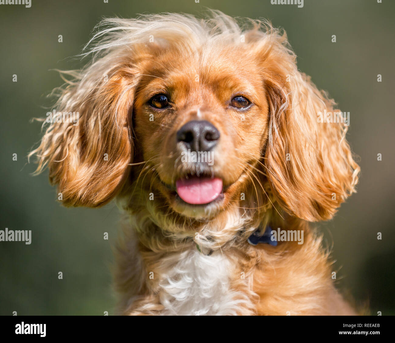 Close up Spaniel cucciolo giocando nel parco Foto Stock