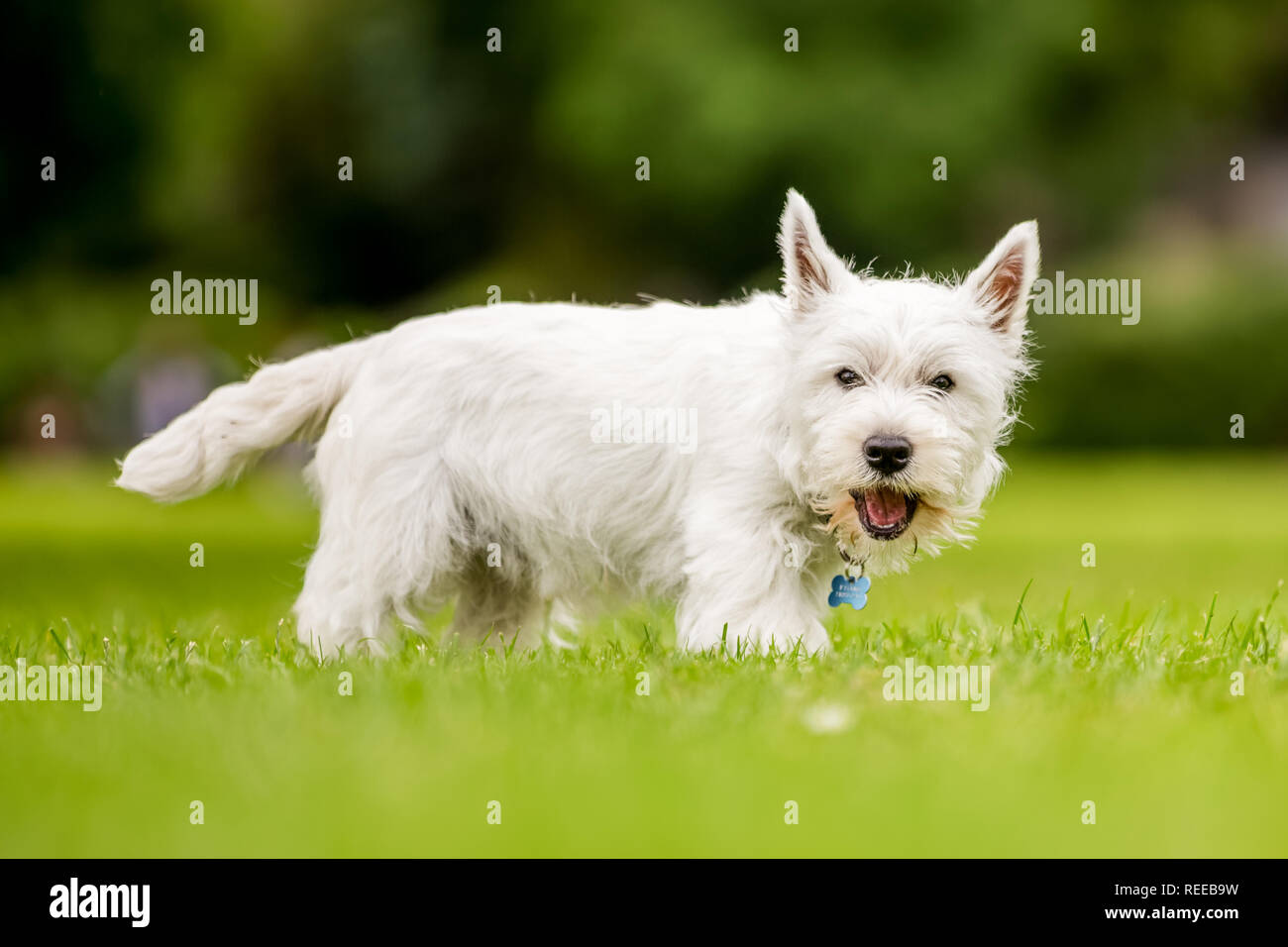 Close up White West Highland Terrier giocano nel parco. Foto Stock