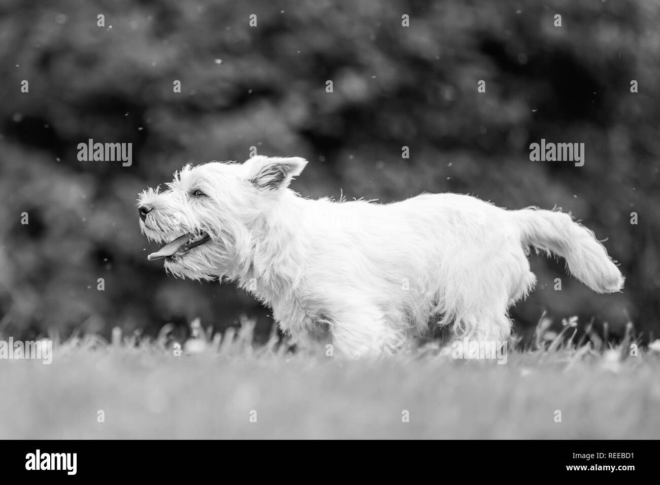 Close up White West Highland Terrier correre e saltare a giocare nel parco. Foto Stock