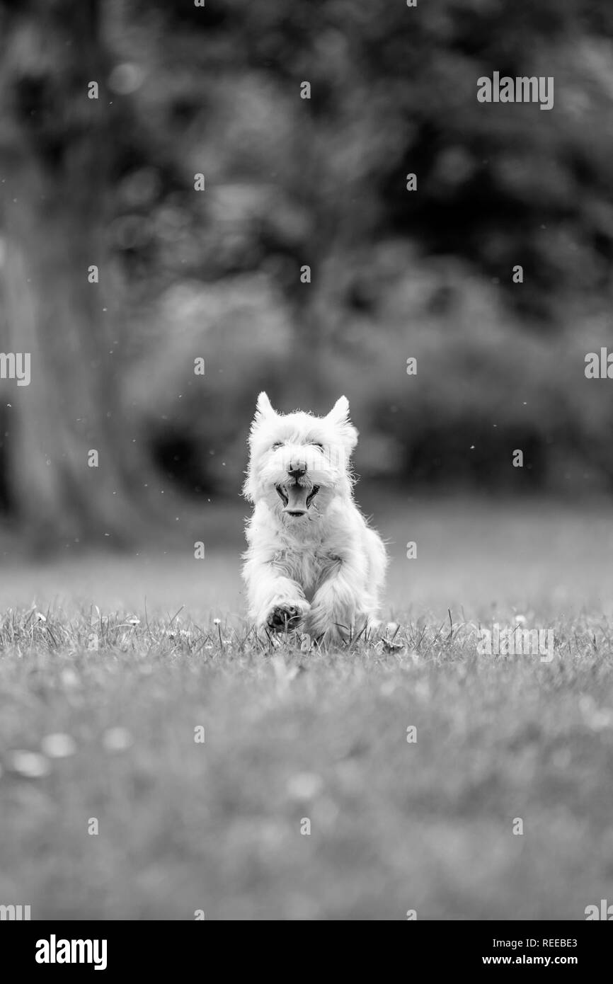Close up White West Highland Terrier in esecuzione a giocare nel parco. Foto Stock