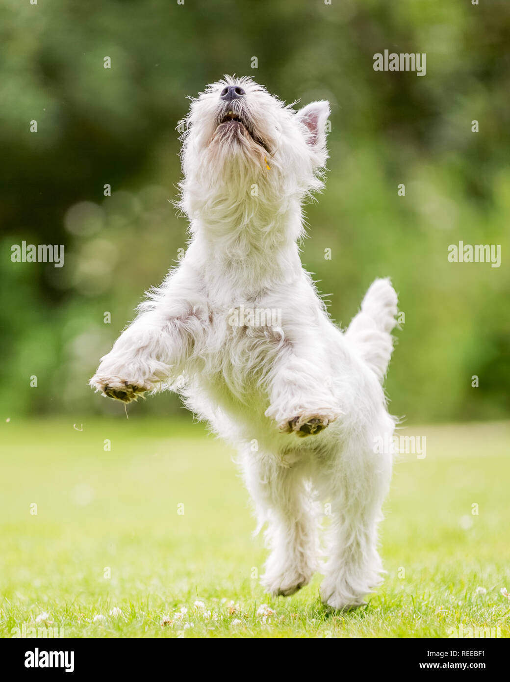 Close up White West Highland Terrier jumping giocano nel parco. Foto Stock