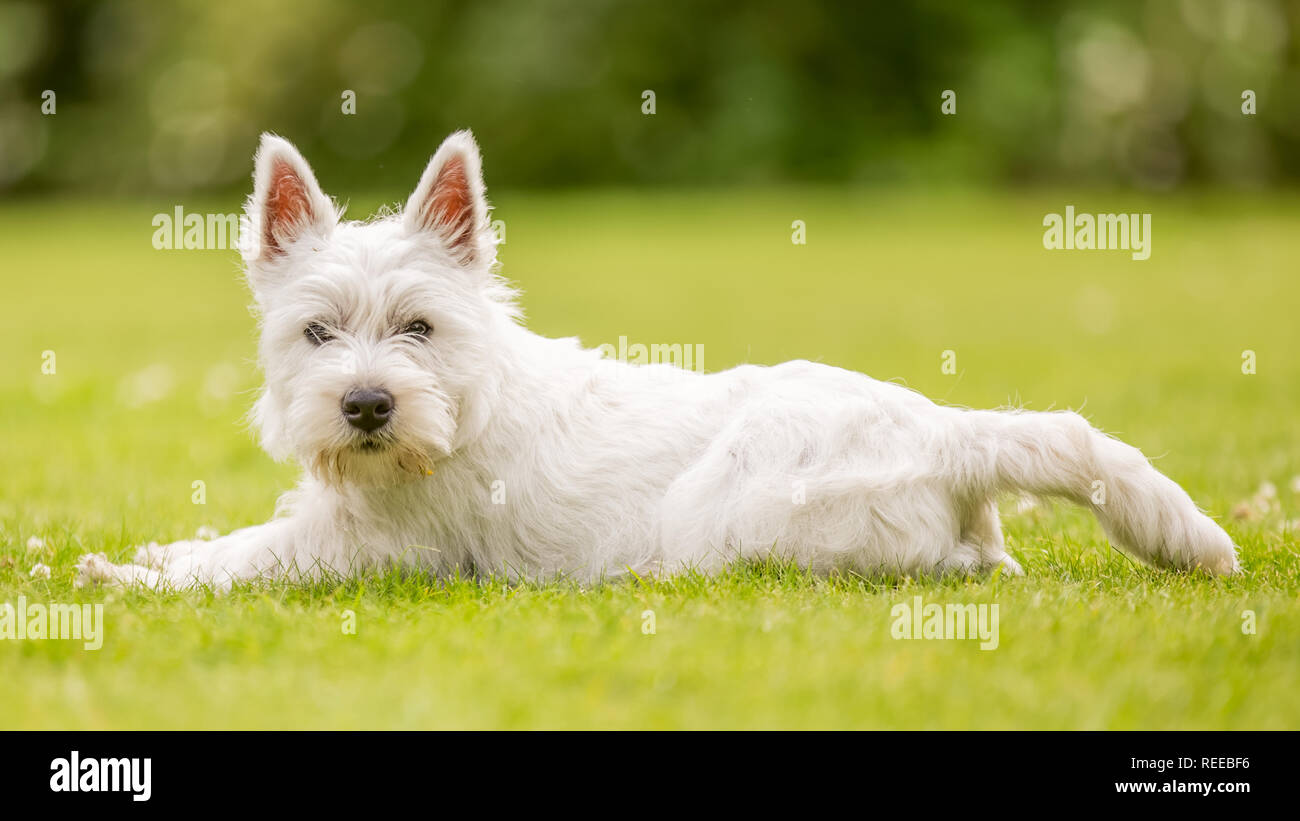 Close up White West Highland Terrier giocano nel parco. Foto Stock