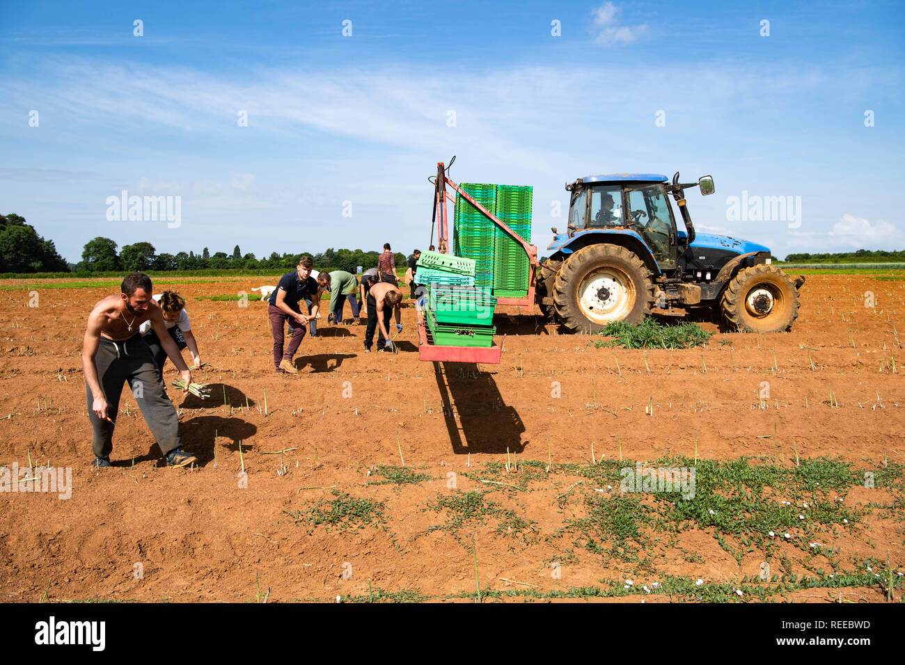 I lavoratori europei la mietitura del raccolto di asparagi in una fattoria nel Regno Unito Foto Stock