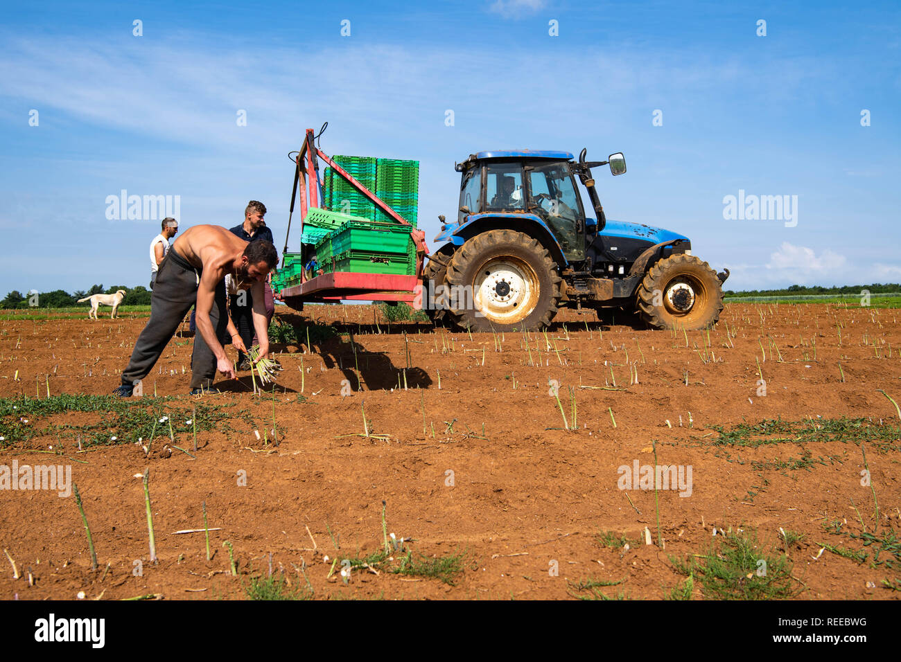 I lavoratori europei la mietitura del raccolto di asparagi in una fattoria nel Regno Unito Foto Stock