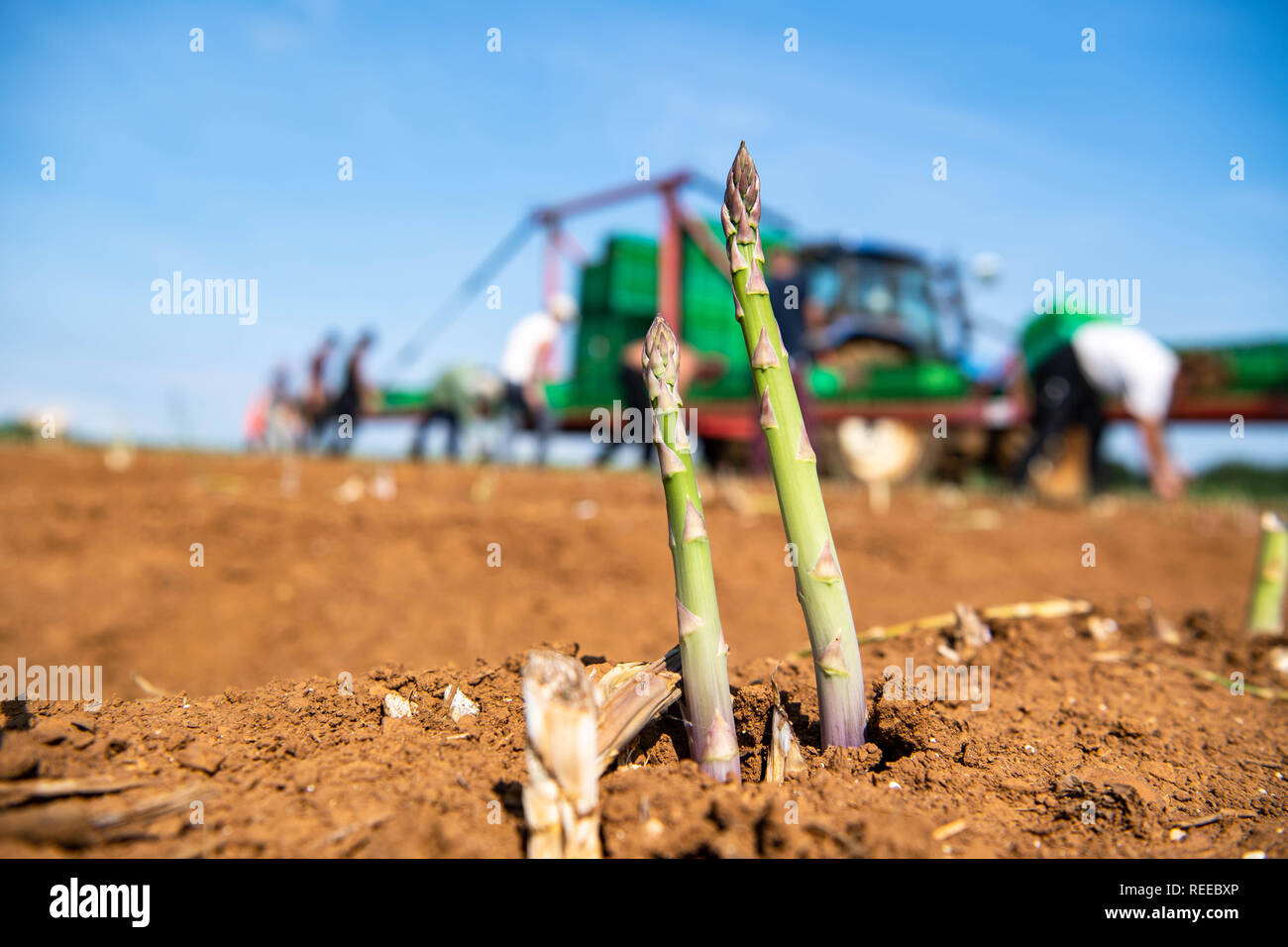 I lavoratori europei la mietitura del raccolto di asparagi in una fattoria nel Regno Unito Foto Stock