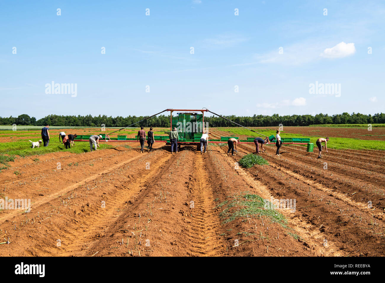 I lavoratori europei la mietitura del raccolto di asparagi in una fattoria nel Regno Unito Foto Stock
