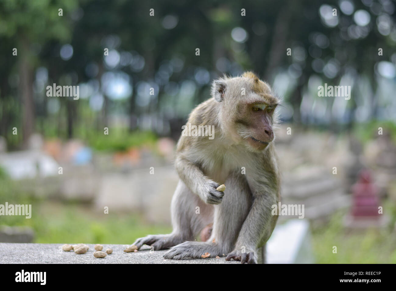 Macaca fascicularis nativo Sud-est asiatico comunque Foto Stock