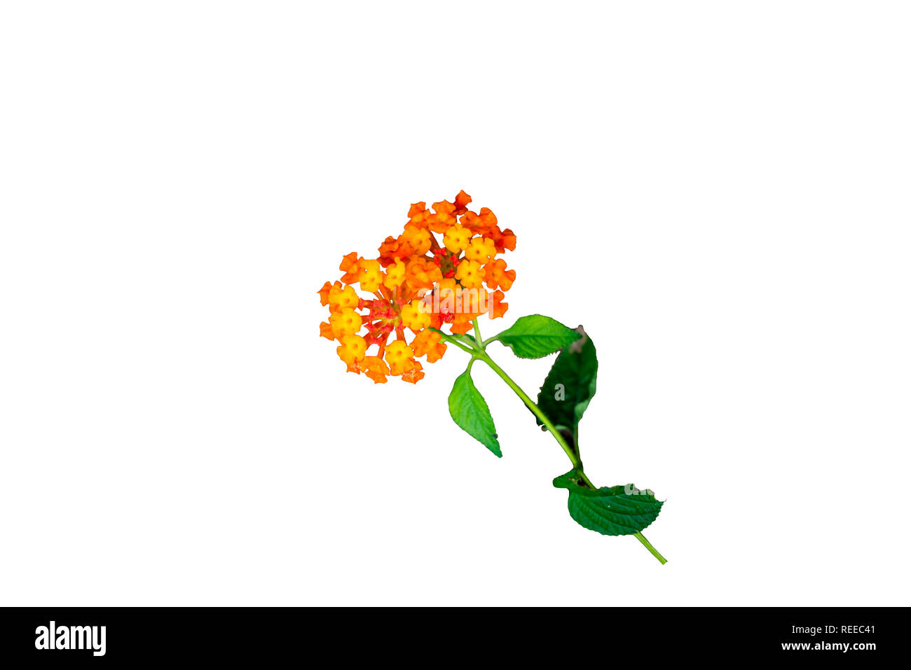 Lantana camara fiori in Thailandia isolati su sfondo bianco Foto Stock