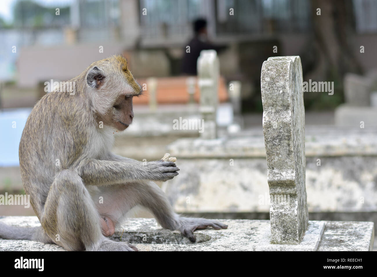 Macaca fascicularis nativo Sud-est asiatico comunque Foto Stock