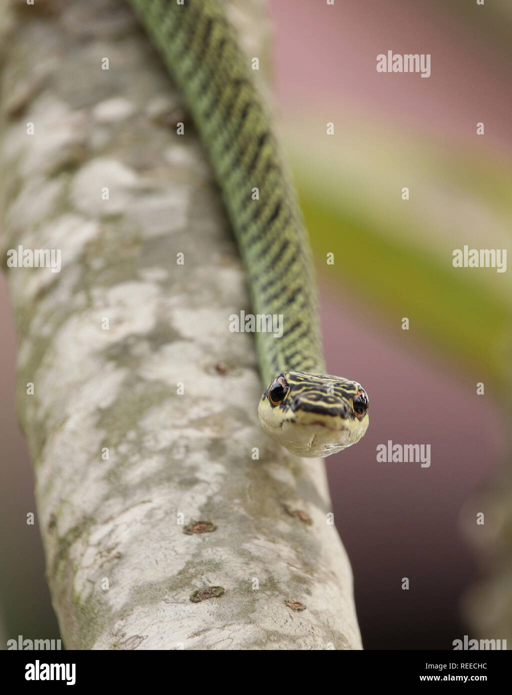 Schmuckbaumnatter, paradiso Flying Snake, Chrysopelea paradisi della Thailandia Koh Lanta Foto Stock