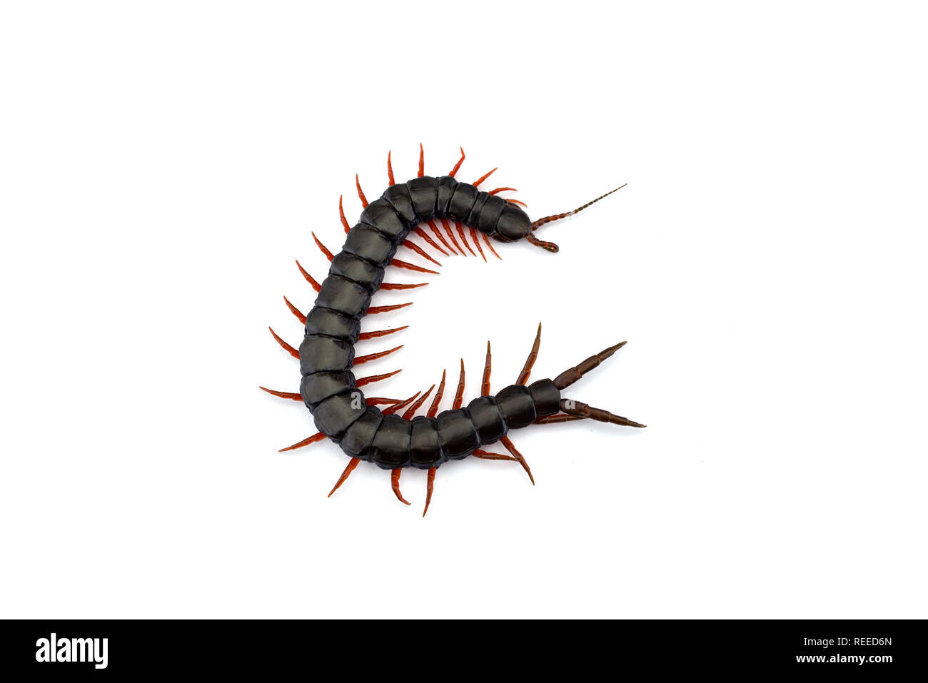 Centipede gigante isolato su sfondo bianco Foto Stock
