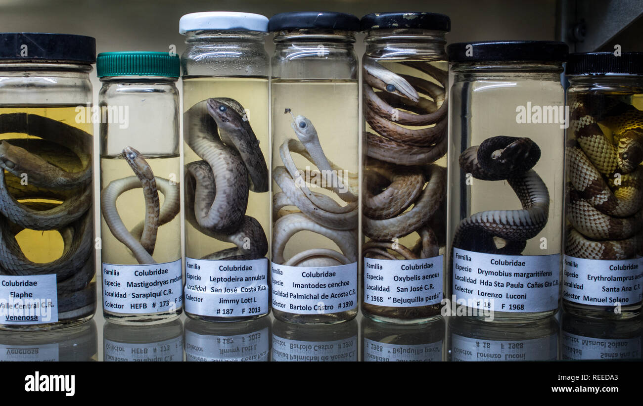 Una mostra scientifica di colubrid serpenti conservati in formalina in un museo. Foto Stock