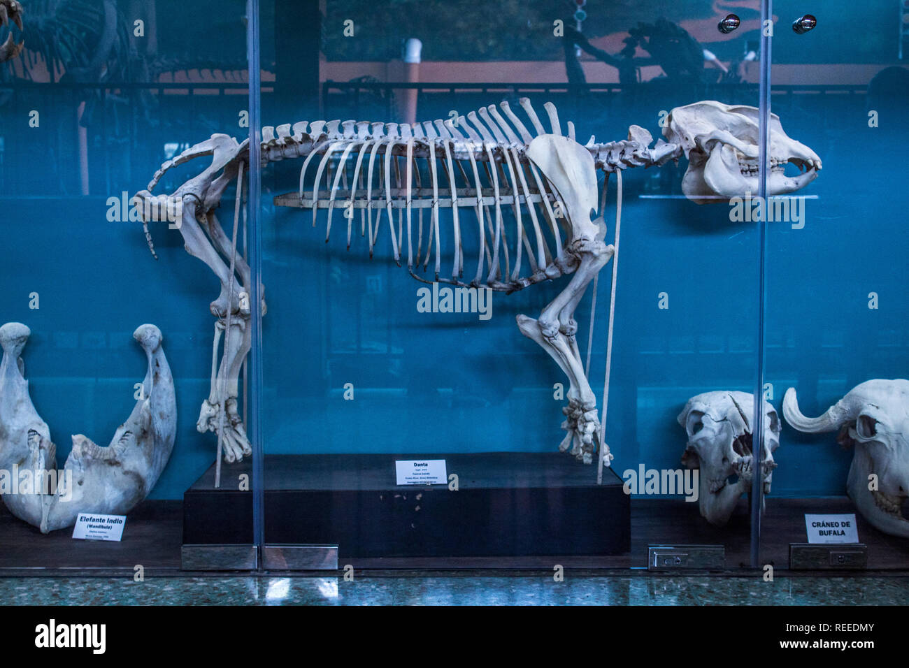 Uno scheletro di un tapiro su uno sfondo blu. La Salle Museo di Storia Naturale di San Jose, Costa Rica Foto Stock