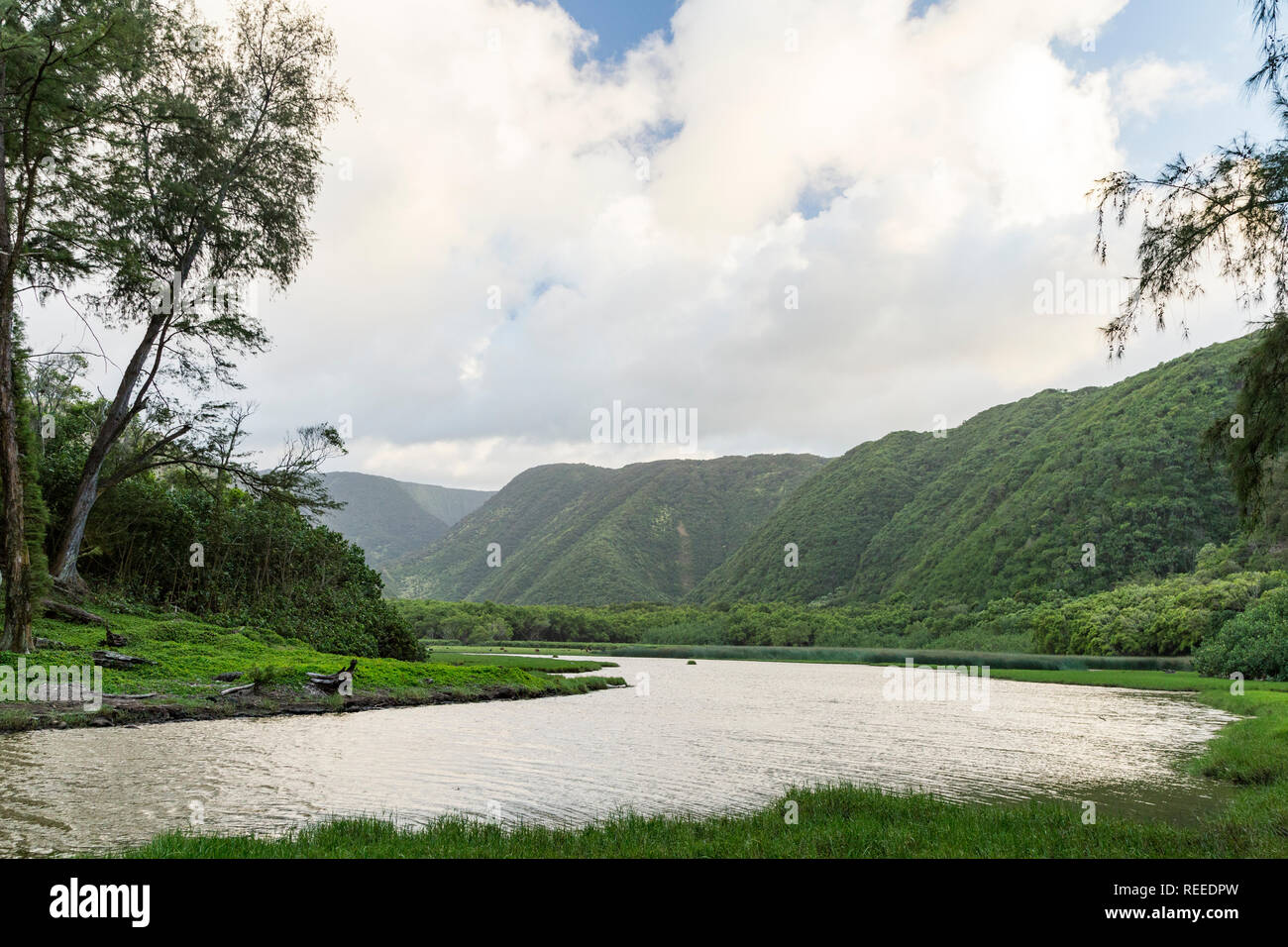 Lussureggiante Valle Polulu sulla Big Island delle Hawaii Foto Stock