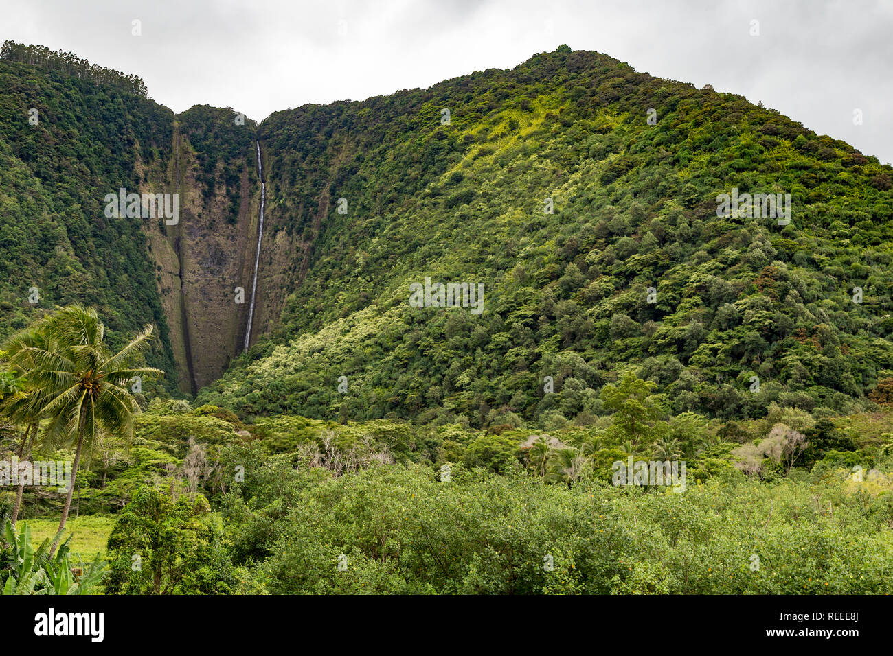 Waipio Valley, Big Island delle Hawaii, STATI UNITI D'AMERICA Foto Stock
