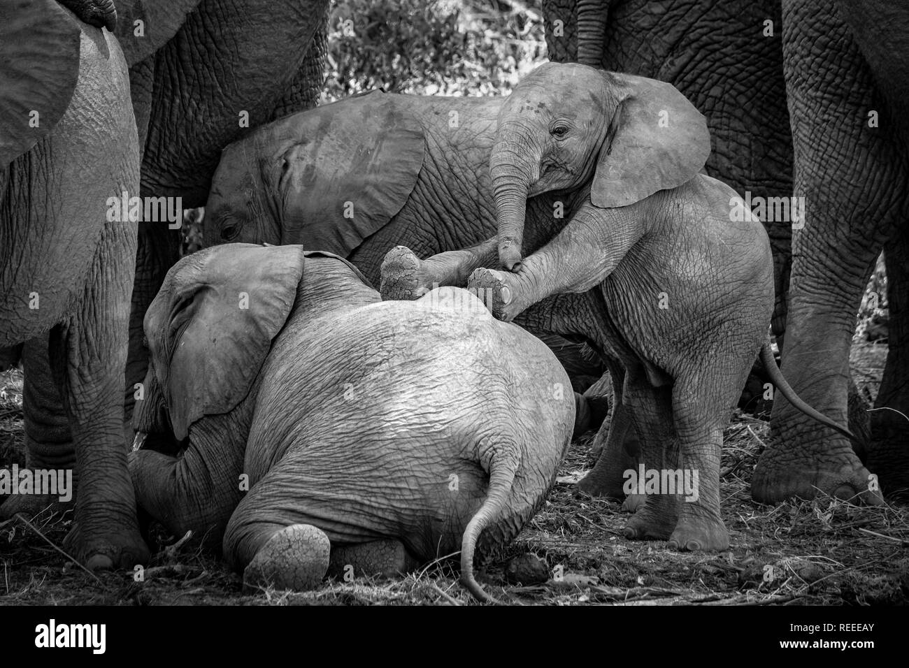 Baby elefante africano cercando di giocare con i suoi fratelli assonnato. Foto Stock