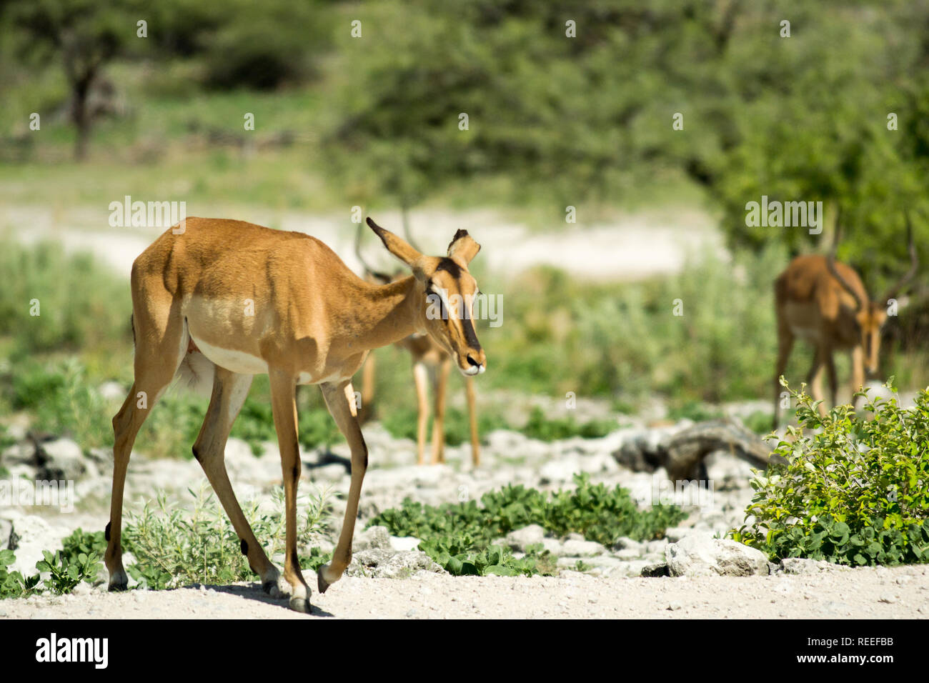 Impala avvicinando Koinachas waterhole appena prima del tramonto nel Parco Nazionale Etosha, Namibia Foto Stock