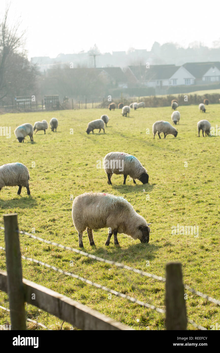 Pecora che pascola in gennaio in campi adiacenti alla sede nel nord Inghilterra Dorset Regno Unito GB Foto Stock