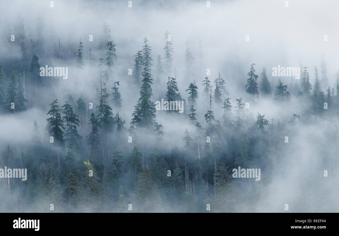 La foresta e la nebbia al di sopra di Hoh River, da abete rosso sentiero natura; il Parco Nazionale di Olympic, Washington. Foto Stock