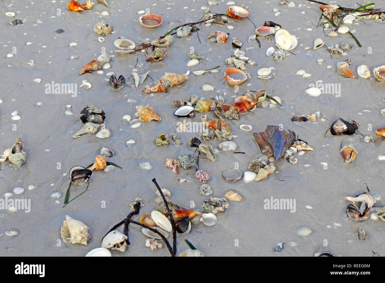 Conchiglie sulla spiaggia con la bassa marea compresi i combattimenti conch e fulmini buccino a Sanibel Island, Florida Foto Stock