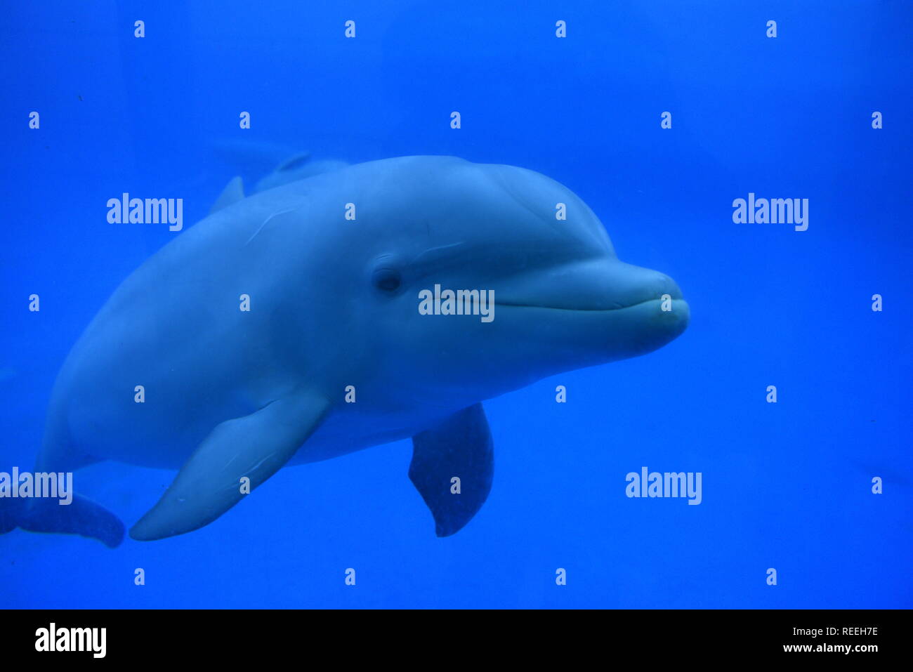 Una femmina di delfino di bambino "Coral" è visto in un acquario presso lo zoo di Madrid. Lei è nato lo scorso gennaio 2018 del peso di circa 10 kg e misura circa 1 metri. Secondo i custodi dei delfini, ella è in ottimo stato di salute. Foto Stock