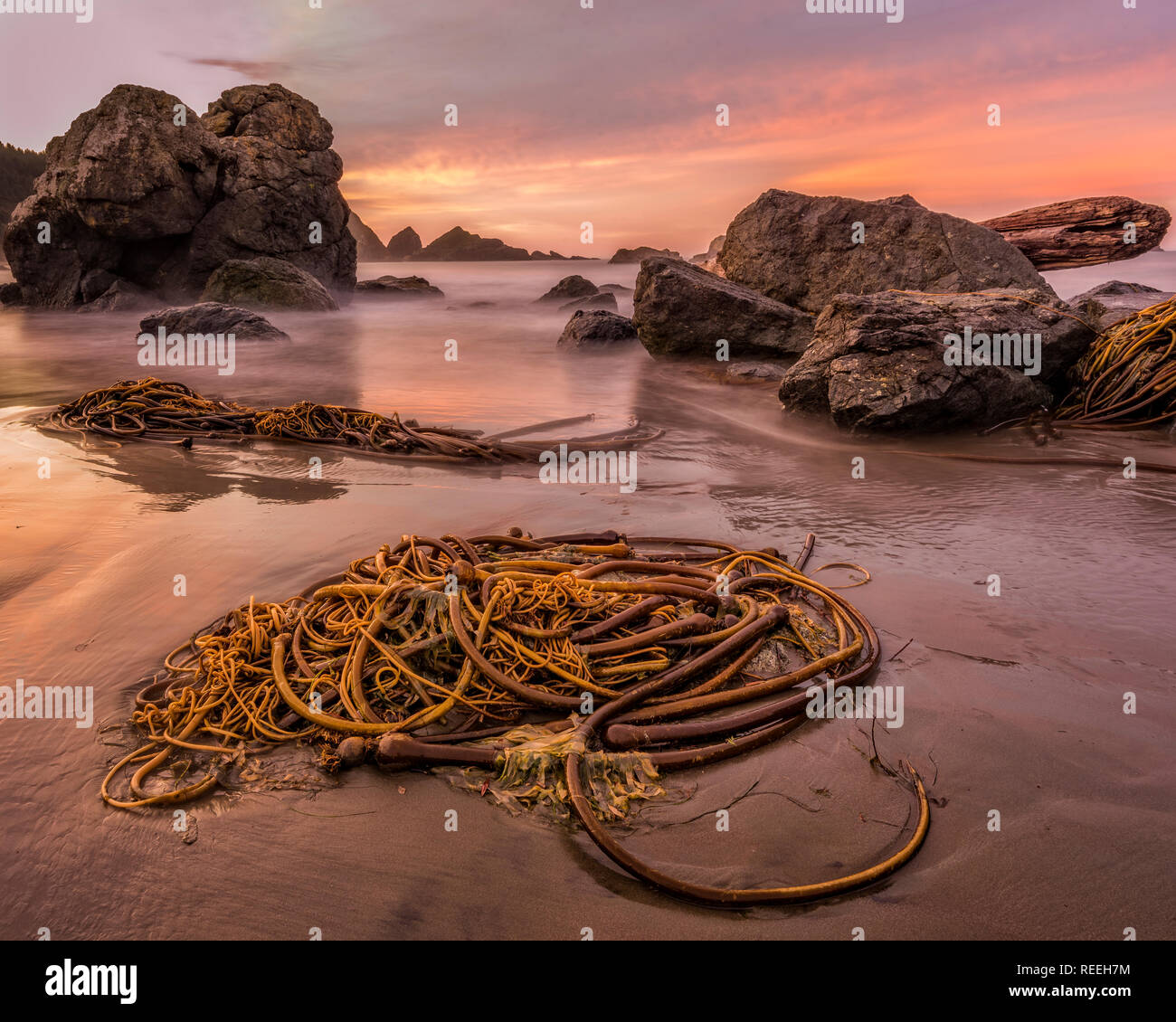 Kelp sulla spiaggia al tramonto; Lone Ranch Beach, Samuel H. Boardman membro Scenic corridoio, southern Oregon Coast. Foto Stock