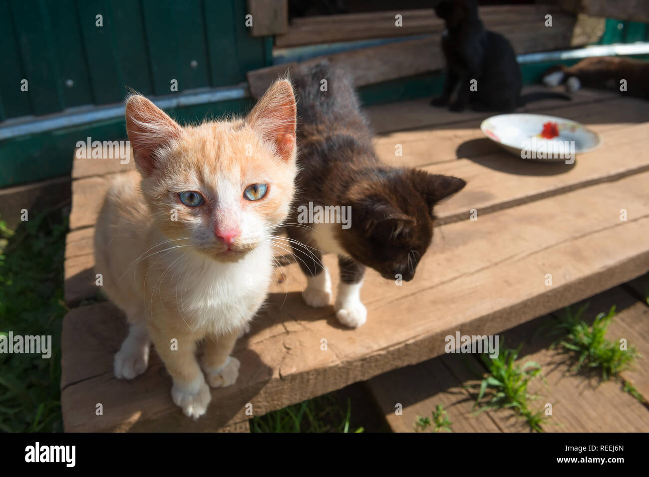 Piccoli gattini colorati in una fattoria in un giorno di estate Foto Stock