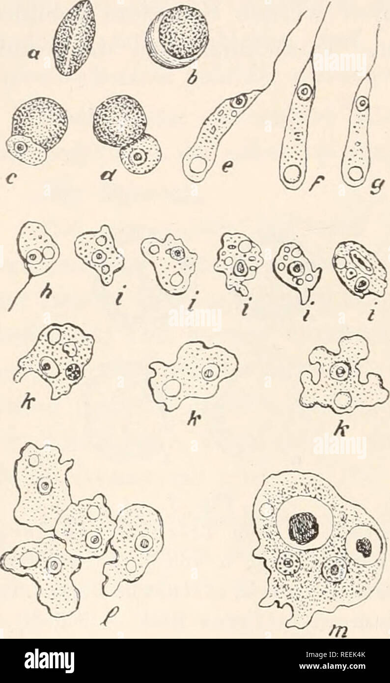 . Il dott. L. Rabenhorst's Kryptogamen-Flora von Deutschland, Oesterreich und der Schweiz. Alle crittogame -- Germania; alle crittogame -- Austria; alle crittogame -- la Svizzera. 14 auch zwischen jener und der behaupteten Notwendigkeit der Anwesenheit von Spaltpilzen für die Sporenkeimung. Mit der Ausnahme zu den Exosporeen gehörenden Gattung Ceratiomyxa haben alle Schleimpilze einkernige Sporen, Ab und zu kommt es vor, dass man wahrnimmt Sporen, die mehrere Kerne einschließen, doch Handelt es sich dann stets um abnorm gebildete, gewöhnlich schon durch ihre deformazione und durch Fig. 8. Il didimio difforme (Pers.) D Foto Stock