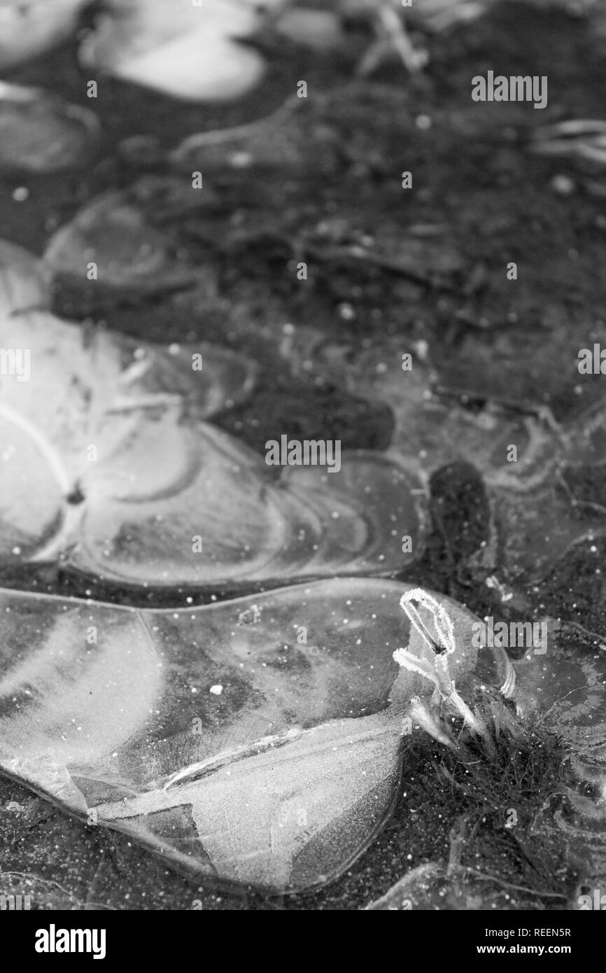 Singolo seme rottura attraverso il ghiaccio Foto Stock