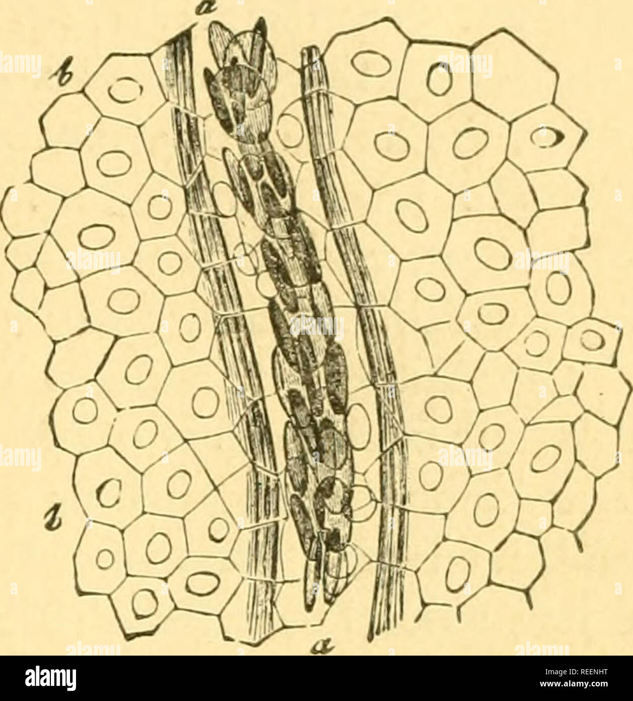 . Compendio di istologia. Istologia. Classificazione dei tessuti. 25 cellule originano ? In primo luogo, è, dal sistema linfatico. Fig. 32.-La corrente sanguigna in web tSe della rana ; un, la nave; b, cellule epiteliali del lissue. Ma da dove fare il nostro da linfoidi la linfa e il chilo, che le ghiandole, poi dalla milza e midollo osseo. Essi sono portati lontano da entrambe le ultime parti dal sangue cur- affitto. Che cosa ne è delle nostre cellule nelle vene ? Essi diventano, in parte, grad- ually trasformate in globuli rossi e per coprire la perdita di quest'ultima. Se tuttavia un maggiore o solo una minore por Foto Stock