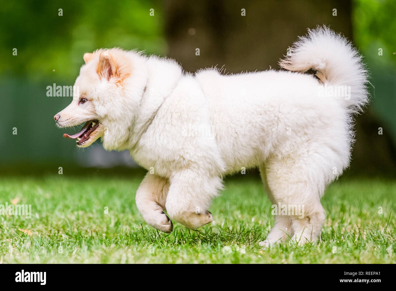Close up Samoiedo cucciolo in esecuzione in un prato guardando al lato. Carino soffici cane con pelo lungo in campagna o parcheggio Foto Stock