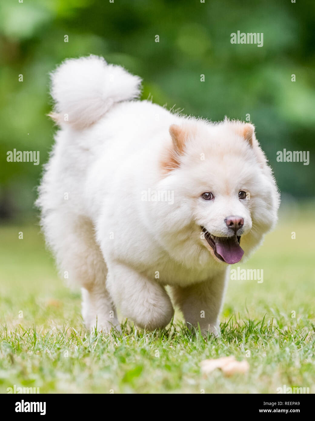 Close up Samoiedo cucciolo in esecuzione in un prato guardando al lato. Carino soffici cane con pelo lungo in campagna o parcheggio Foto Stock