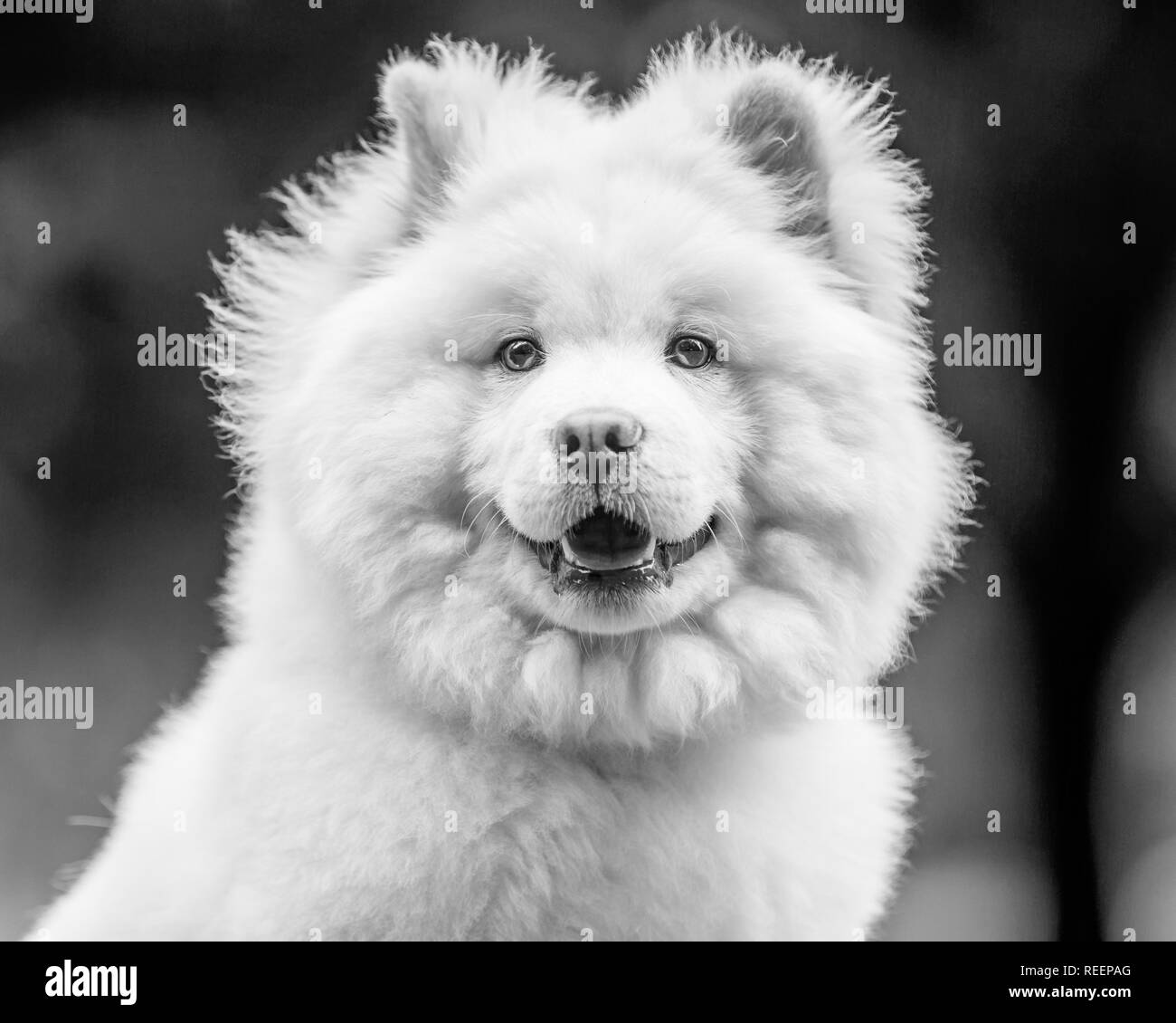 Close up Samoiedo faccia da cucciolo in un prato guardando al lato. Carino soffici cane con pelo lungo in campagna o parcheggio Foto Stock