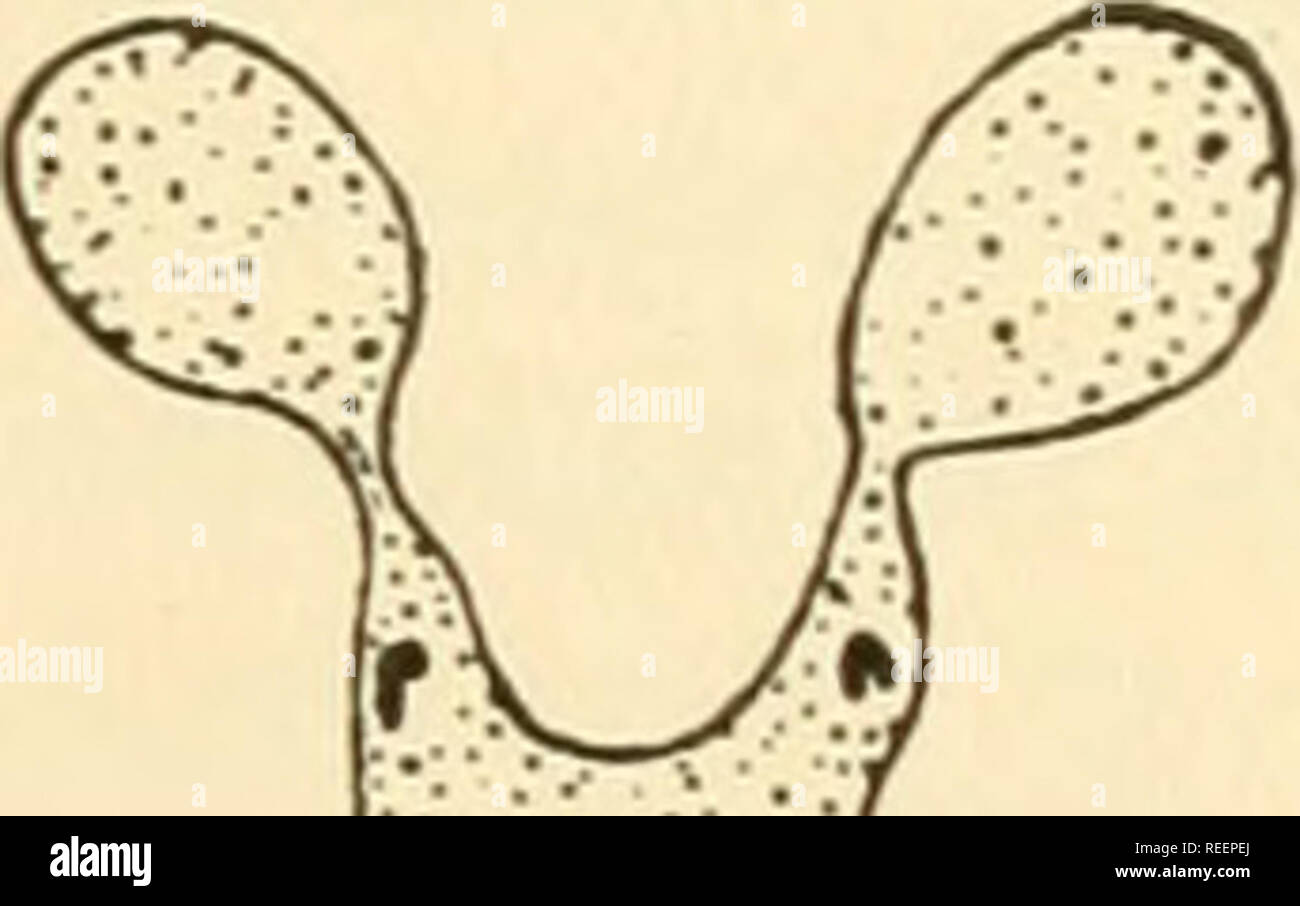 . Morfologia comparata dei funghi. Funghi. 4" J Fig. 353.-sviluppo di basidia di Craterellus cornucopioid.es. Da 1 a 5. Di Clavulina cinerea. Da 6 a 10. (Da 1 a 5, 10 x 1.200; 6 a 9 x 1.400; dopo Juel, 1916.) la hymenophore è liscia o leggermente rugosa, in Cantharellus è costitui- sists di pieghe parallele simile a lamelle del Agaricales, ma meno sviluppati. Queste differenze sono soltanto quantitativa e molti inter- forme di classificazione sono visti. Esame citologico si estende a solo otto specie: Craterellus cornucopioides, C. lutescens, Cantharellus cibarius, C. cinereus, C. tubae- forma Foto Stock