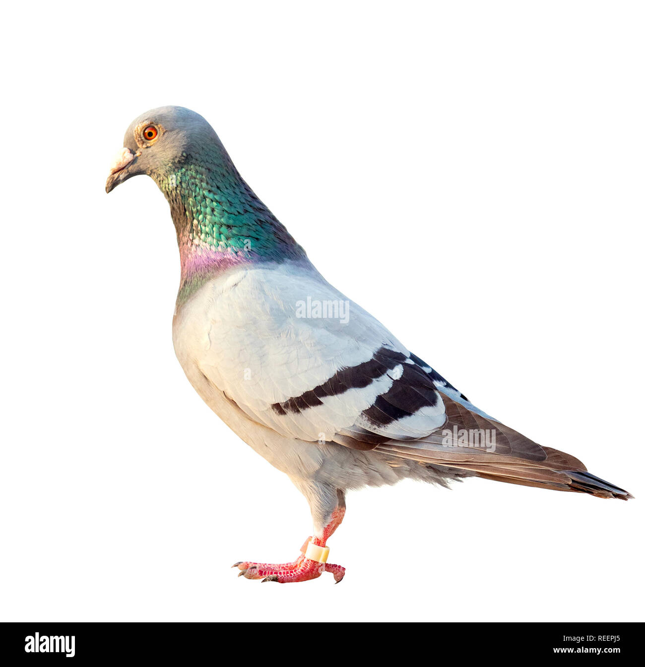 Velocità di homing racing pigeon bird isolato sfondo bianco Foto Stock
