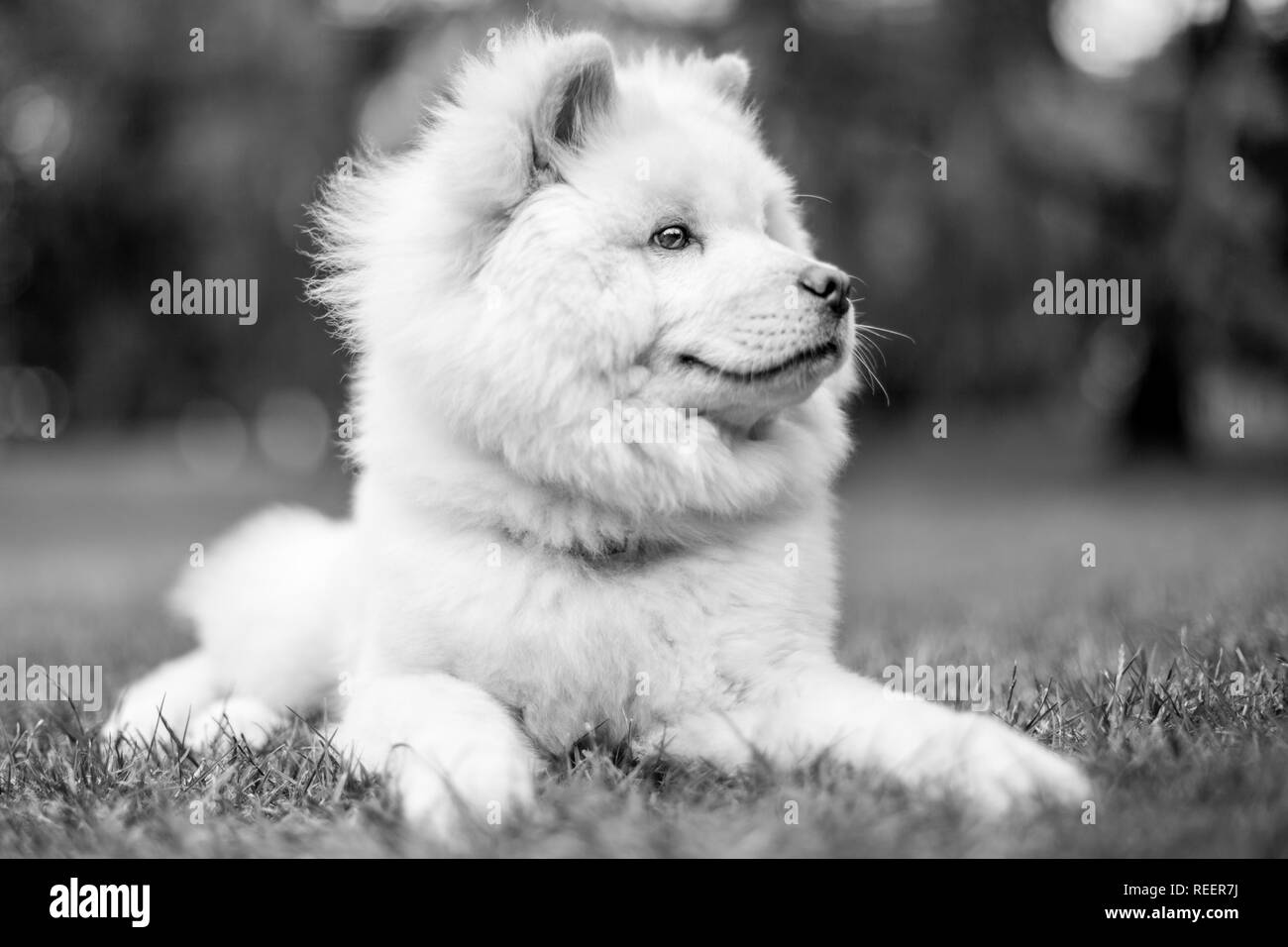 Close up Samoiedo cucciolo giacente in un prato guardando al lato. Carino soffici cane con pelo lungo in campagna o parcheggiare in bianco e nero Foto Stock