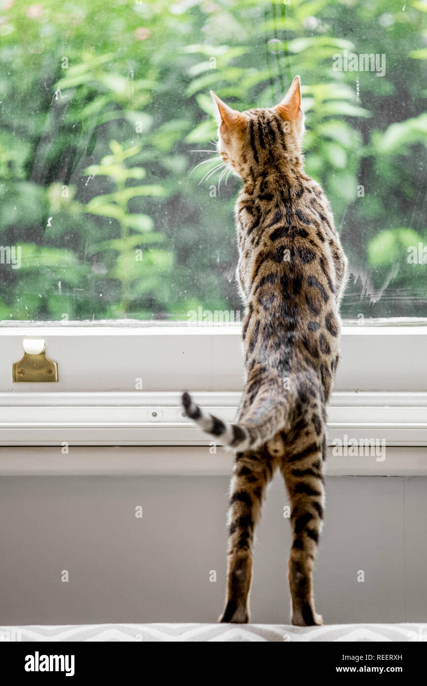 Chiudere il Bengala gattino guardando fuori della finestra Foto Stock