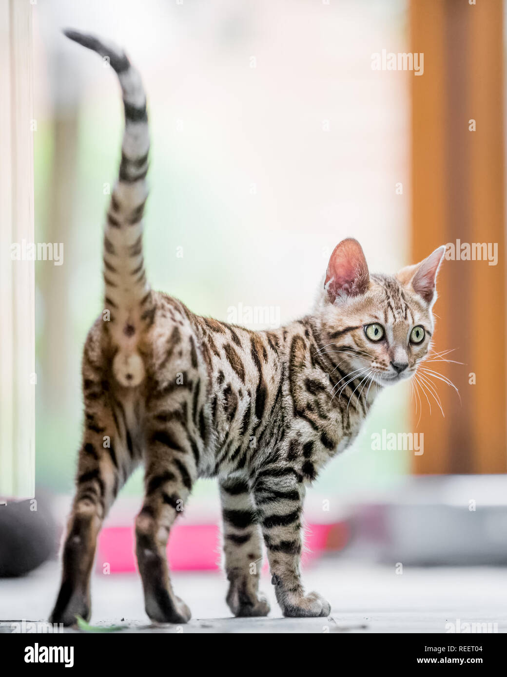 Chiudere il Bengala gattino gioca in casa. Foto Stock