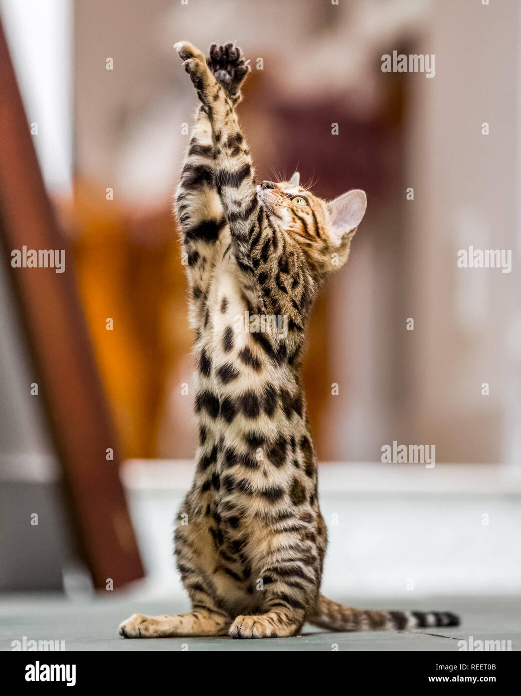 Chiudere il Bengala gattino gioca in casa. Foto Stock