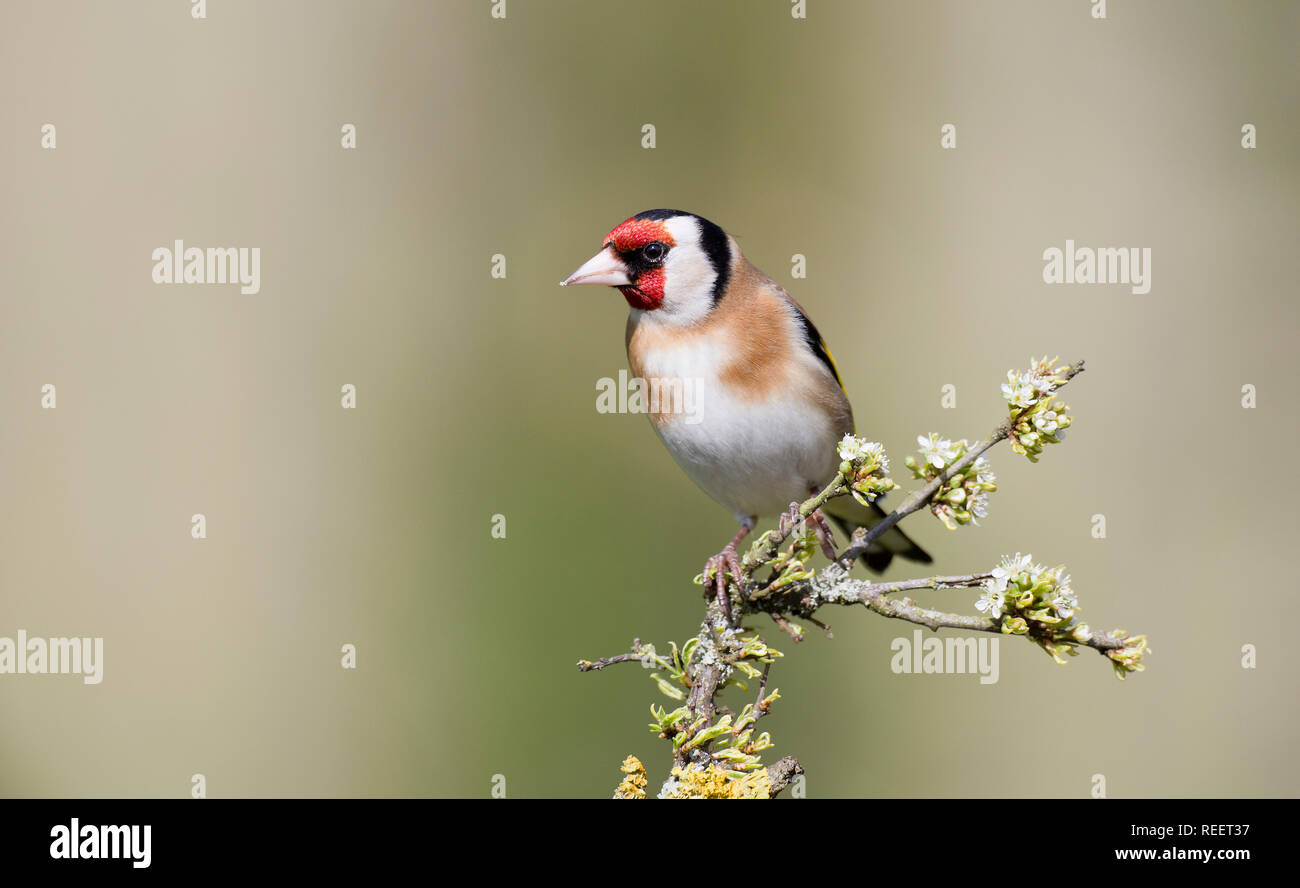 Cardellino, Carduelis carduelis, su un ramo in primavera Foto Stock