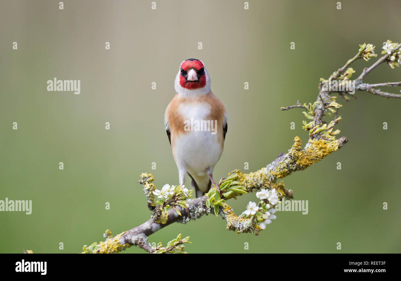 Cardellino, Carduelis carduelis, su un ramo in primavera Foto Stock
