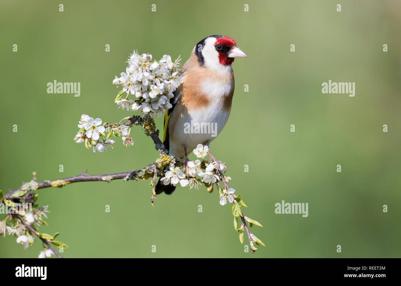 Cardellino, Carduelis carduelis, su un ramo in primavera Foto Stock